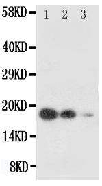 Anti-SCF antibody, PA1565, Western blotting All lanes: Anti SCF (PA1565) at 0.5ug/ml