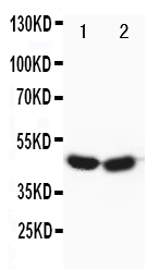 Anti-FOXP3 antibody, PA1577, Western blotting Lane 1: HELA Cell Lysate Lane 2: SGC Cell Lysate