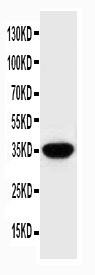 Anti-SPARC antibody, PA1585, Western blotting WB: HELA Cell Lysate