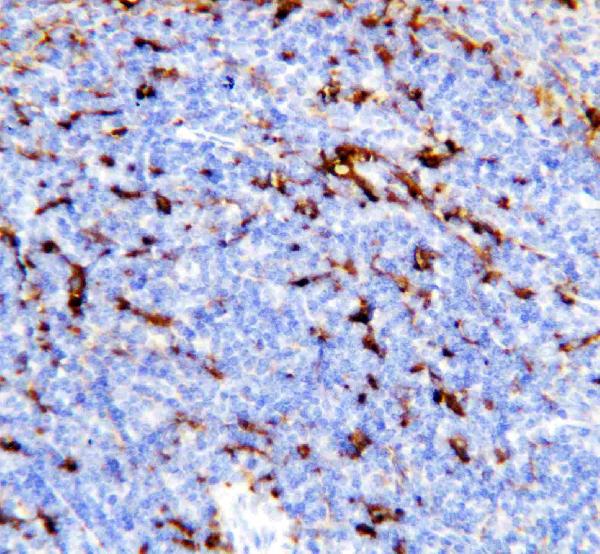 Anti-TREM1 antibody, PA1586, IHC(P) IHC(P): Mouse Spleen Tissue