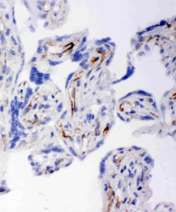 Anti-HSD17B2 antibody, PA1604, IHC(F) IHC(F): Human Placenta Tissue