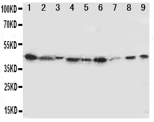 Anti-IDO1 antibody, PA1611, Western blotting All lanes: Anti IDO1 (PA1611) at 0.5ug/ml