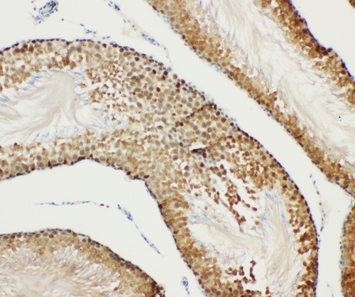 Anti-Bub3 antibody, PA1645, IHC(P) IHC(P): Rat Testis Tissue