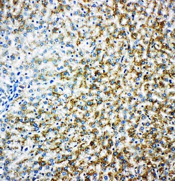 Anti-MAOB antibody, PA1649, IHC(P) IHC(P): Rat Liver Tissue