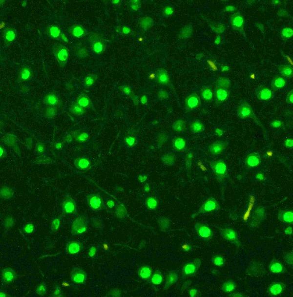 Anti-MCM2 antibody, PA1650, ICC ICC: A549 Cell