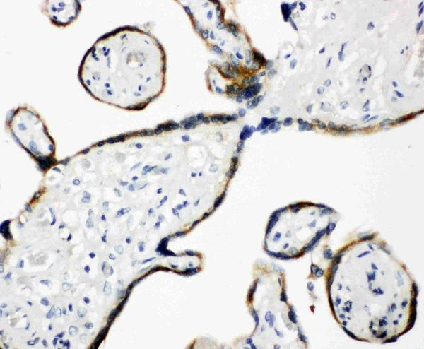 Anti-ERp57 antibody, PA1679, IHC(P) IHC(P): Human Placenta Tissue