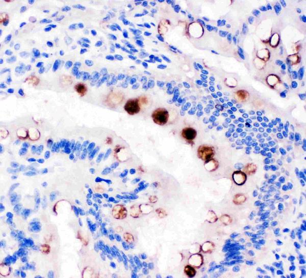 Anti-Estrogen Inducible Protein pS2 antibody, PA1690, IHC(P) IHC(P): Rat Intestine Tissue