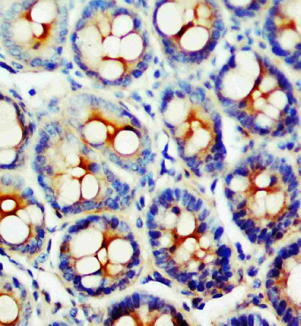 Anti-SSTR1 antibody, PA1693, IHC(P) IHC(P): Rat Intestine Tissue