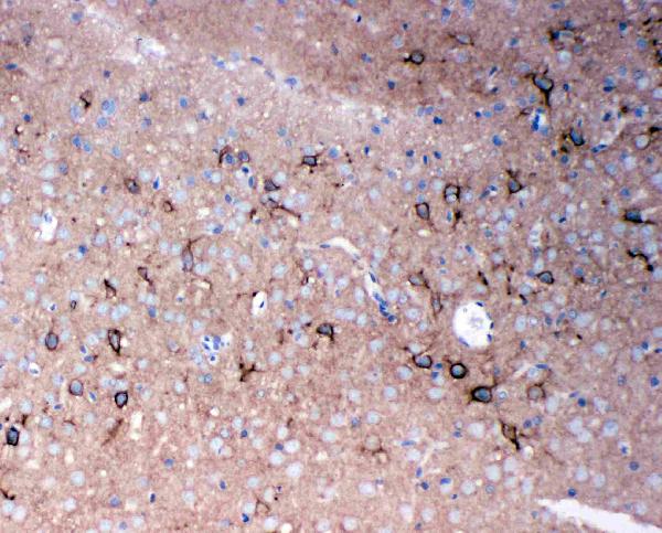 Anti-TNR antibody, PA1695-1, IHC(P) IHC(P): Rat Brain Tissue