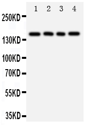 Anti-TNR antibody, PA1695-1, Western blotting All lanes: Anti TNR (PA1695-1) at 0.5ug/ml