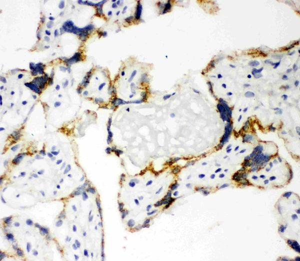 Anti-CYP11A1 antibody, PA1698, IHC(F) IHC(F): Human Placenta Tissue