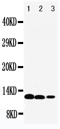 Anti-IL-13 antibody, PA1701, Western blotting Lane 1: Recombinant Human IL-13 Protein 10ng Lane 2: Recombinant Human IL-13 Protein 5ng Lane 3: Recombinant Human IL-13 Protein 2.5ng