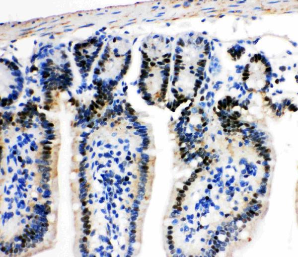 Anti-MCM2 antibody, PA1711, IHC(P) IHC(P): Mouse Intestine Tissue