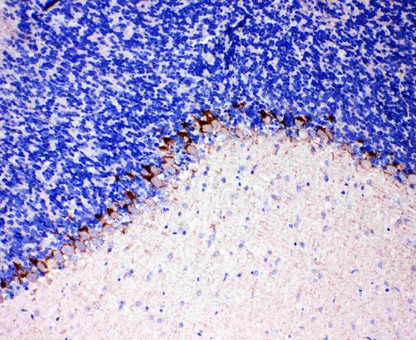 Anti-GABA Transporter 1/GAT 1 antibody, PA1721, IHC(P) IHC(P): Rat Brain Tissue