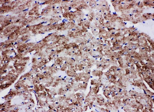 Anti-GLUT4 antibody, PA1722, IHC(P) IHC(P): Rat Cardiac Muscle Tissue