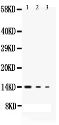 Anti-IL-3 antibody, PA1728, Western blotting All lanes: Anti IL-3 (PA1728) at 0.5ug/ml Lane 1: Recombinant Mouse IL-3 Protein 10ng Lane 2: Recombinant Mouse IL-3 Protein 5ng Lane 3: Recombinant Mouse IL-3 Protein 2.5ng Predicted bind size: 14KD Observed bind size: 14KD