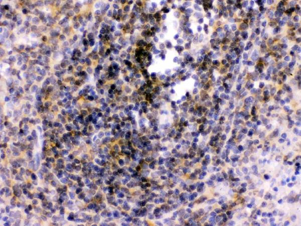 Anti-TLR7 antibody, PA1733, IHC(P) IHC(P): Rat Spleen Tissue