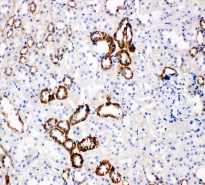 Anti-SLC2A5 antibody, PA1737, IHC(P) IHC(P): Rat Kidney Tissue