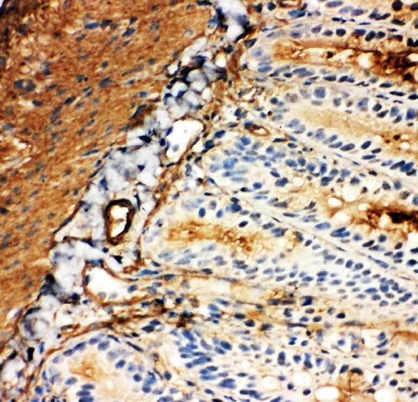 Anti-SLC2A5 antibody, PA1737, IHC(F) IHC(F): Rat Intestine Tissue