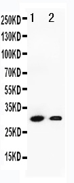 Anti-Granzyme B antibody, PA1738, Western blotting Lane 1: SMMC Cell Lysate Lane 2: HEPA Cell Lysate