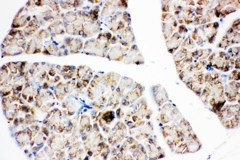 Anti-IGF1 Receptor antibody, PA1746, IHC(P) IHC(P): Rat Pancreas Tissue