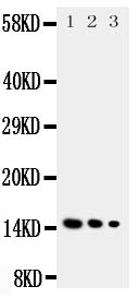 Anti-IL-3 antibody, PA1748, Western blotting All lanes: Anti IL-3 (PA1748) at 0.5ug/ml