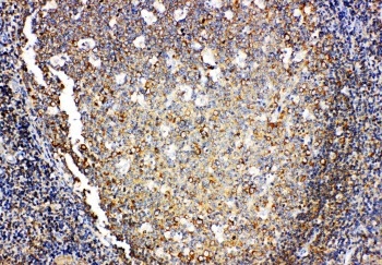 Anti-IL-4 antibody, PA1749, IHC(P) IHC(P): Human Tonsil Tissue