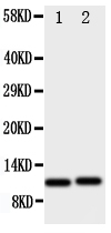 Anti-GRO alpha antibody, PA1760, Western blotting All lanes: Anti GRO alpha (PA1760) at 0.5ug/ml