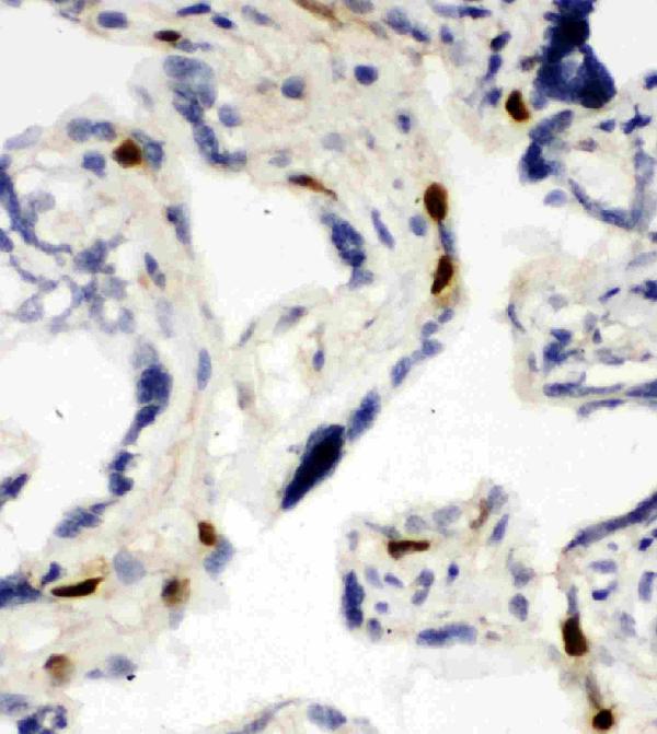 Anti-MCM6 antibody, PA1769, IHC(F) IHC(F): Human Placenta Tissue