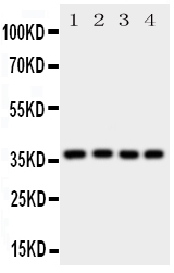 Anti-Bmi1 antibody, PA1807, Western blotting All lanes: Anti Bmi1 (PA1807) at 0.5ug/ml