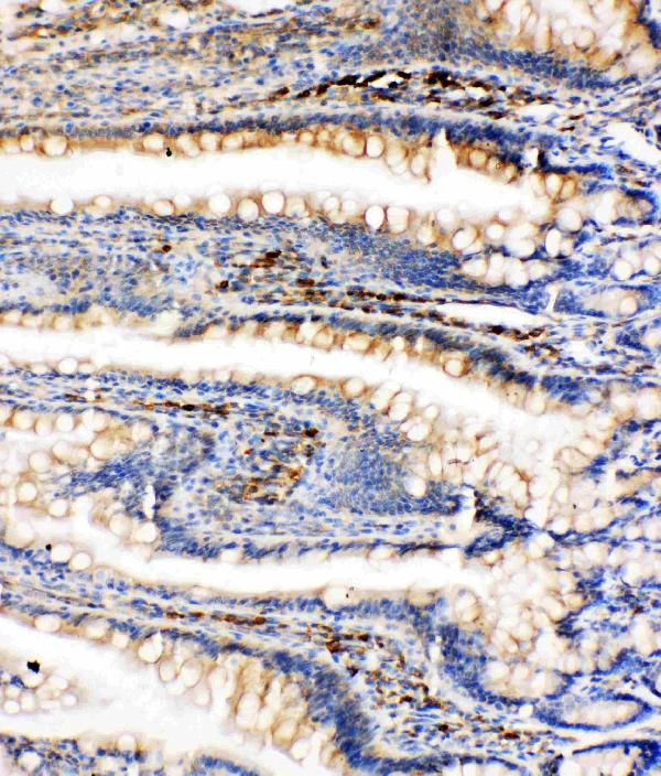 Anti-GRP78 BiP antibody, PA1815, IHC(P) IHC(P): Rat Intestine Tissue