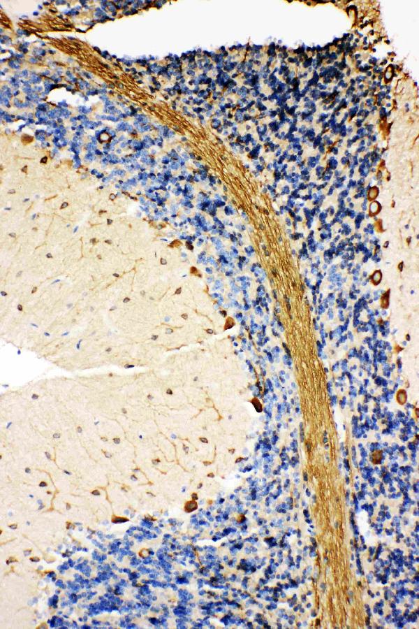 Anti-GRP78 BiP antibody, PA1815, IHC(P) IHC(P): Rat Cerebellum Tissue