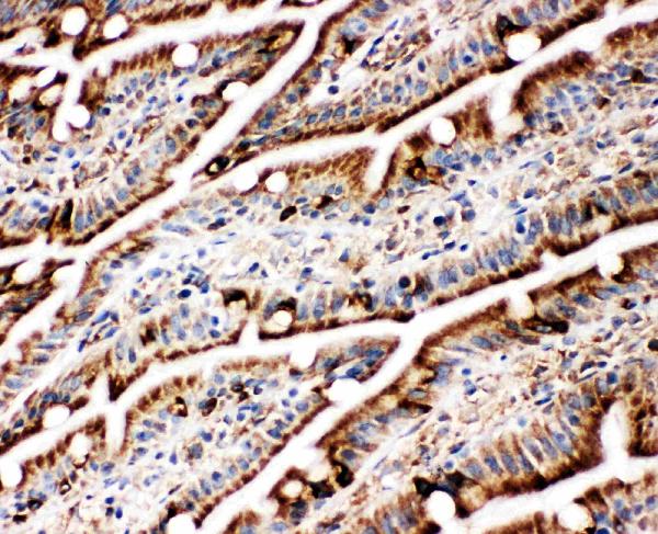 Anti-GRP78 BiP antibody, PA1815, IHC(F) IHC(F): Rat Intestine Tissue