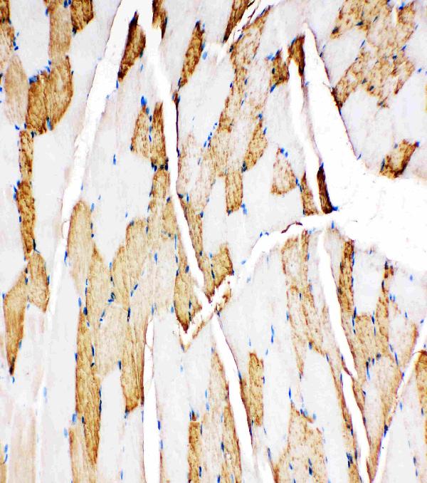 Anti-Myoglobin antibody, PA1827, IHC(P) IHC(P): Rat Skeletal Muscle Tissue