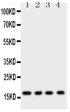 Anti-Myoglobin antibody, PA1827, Western blotting All lanes: Anti Myoglobin (PA1827) at 0.5ug/ml