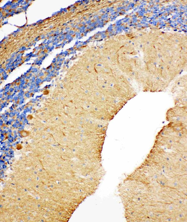 Anti-NME2 antibody, PA1830, IHC(P) IHC(P): Rat Cerebellum Tissue