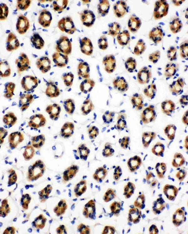 Anti-SDHC antibody, PA1839, IHC(P) IHC(P): Rat Gaster Tissue