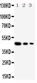 Anti-Cullin 2 antibody, PA1877, Western blotting Recombinant Protein Detection Source: E.coli derived -recombinant human Cul2, 46.5KD