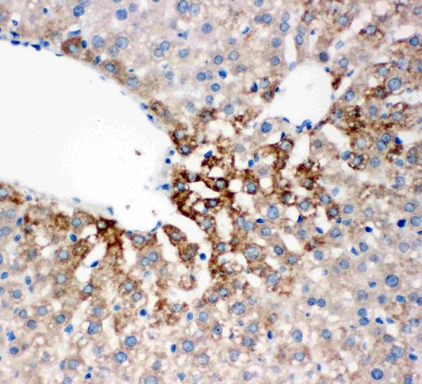 Anti-Flavin containing monooxygenase 4 antibody, PA1883, IHC(P) IHC(P): Rat Liver Tissue