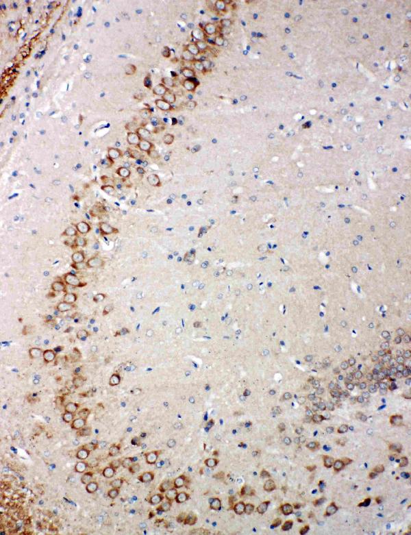 Anti-Glutaredoxin 2 antibody, PA1885, IHC(P) IHC(P): Rat Brain Tissue