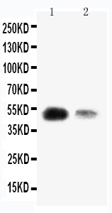 Anti-KLF8 antibody, PA1890, Western blotting Lane 1: SMMC Cell Lysate Lane 2: 293T Cell Lysate