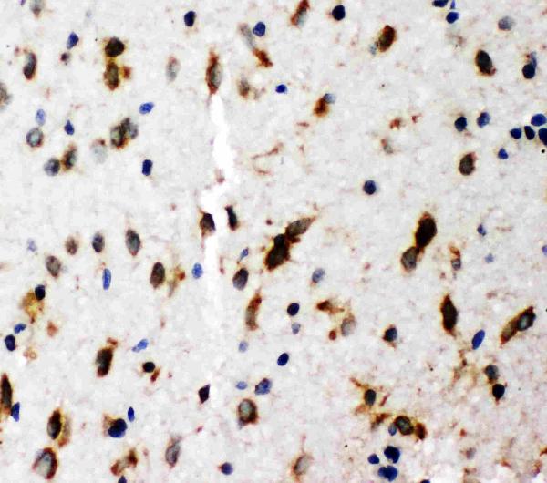 Anti-SHC antibody, PA1897, IHC(P) IHC(P): Rat Brain Tissue