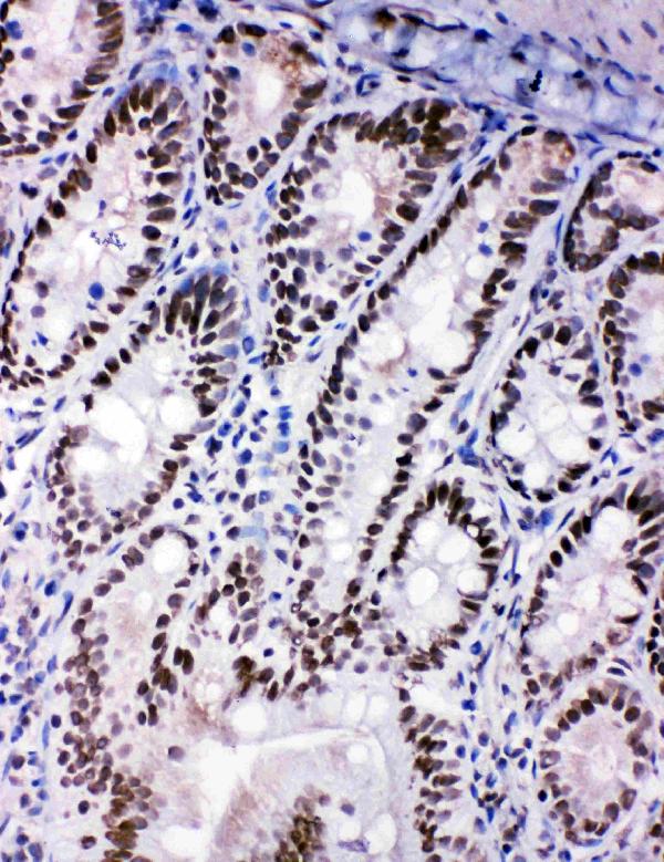 Anti-SHC antibody, PA1897, IHC(F) IHC(F): Rat Intestine Tissue