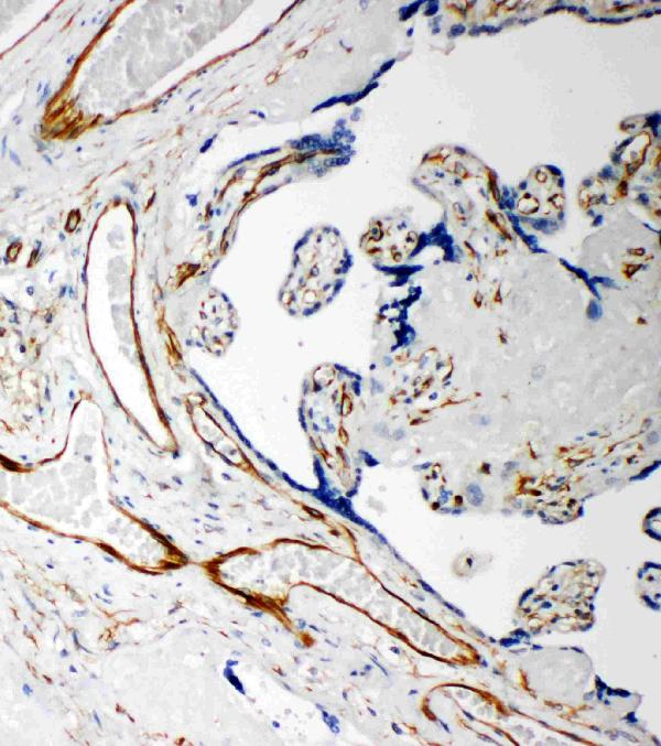 Anti-Iduronate 2 sulfatase antibody, PA1917, IHC(P) IHC(P): Human Placenta Tissue