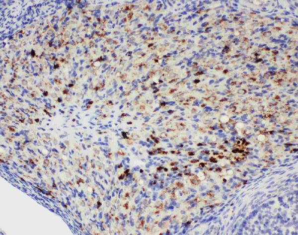 Anti-DDX4/MVH antibody, PA1963, IHC(P) IHC(P): Rat Ovary Tissue