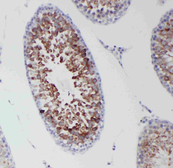 Anti-DDX4/MVH antibody, PA1963, IHC(P) IHC(P): Rat Testis Tissue