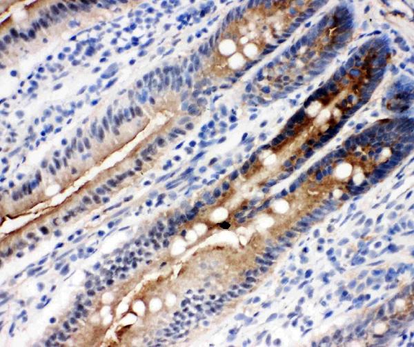 Anti-DDX4/MVH antibody, PA1963, IHC(F) IHC(F): Rat Intestine Tissue