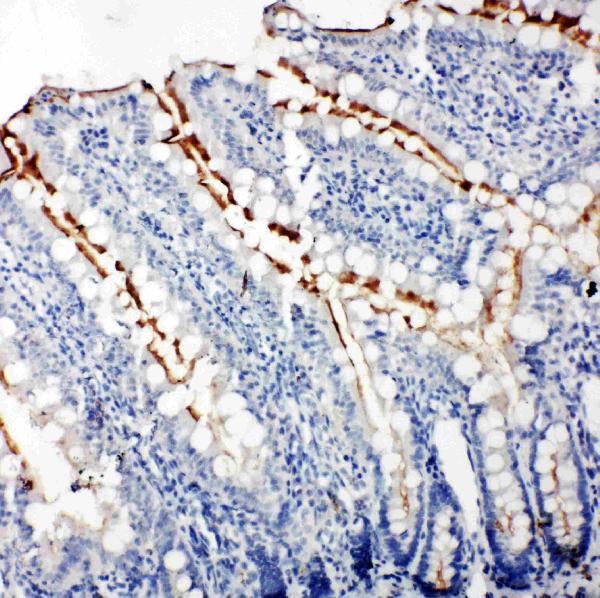 Anti-Zonula occludens protein 3 antibody, PA1973, IHC(P) IHC(P): Rat Intestine Tissue