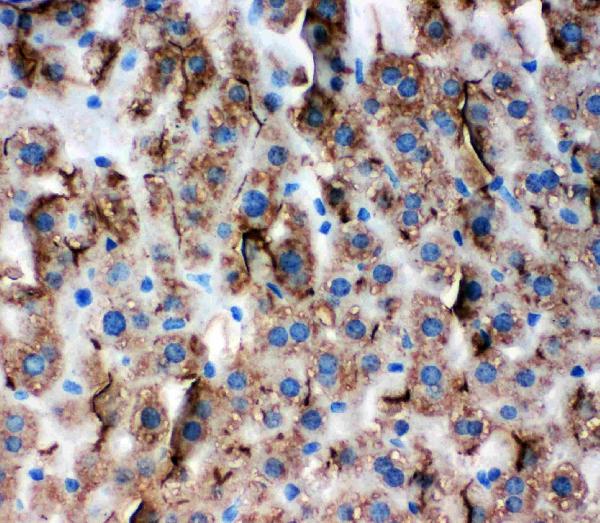 Anti-Zonula occludens protein 3 antibody, PA1973, IHC(P) IHC(P): Mouse Liver Tissue