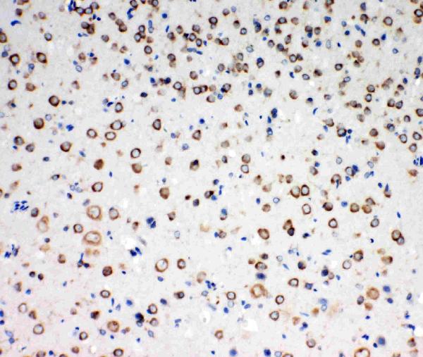 Anti-TrkC antibody, PA1992-1, IHC(P) IHC(P): Rat Brain Tissue